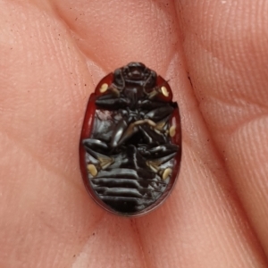 Paropsisterna sp. (genus) at Booth, ACT - 12 Nov 2022