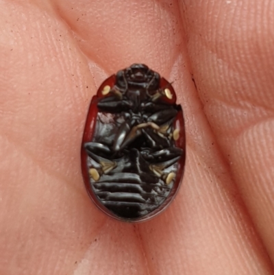 Paropsisterna sp. (genus) (A leaf beetle) at Booth, ACT - 12 Nov 2022 by gregbaines