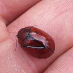 Paropsisterna sp. (genus) at Booth, ACT - 12 Nov 2022