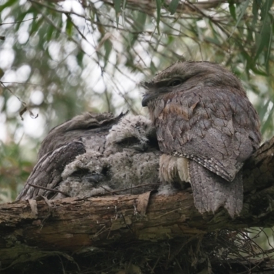 Podargus strigoides (Tawny Frogmouth) at Latham, ACT - 13 Nov 2022 by Caric