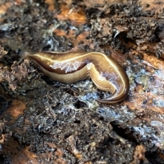 Australopacifica scaphoidea (Skiff planarian) at Googong, NSW - 14 Nov 2022 by Wandiyali