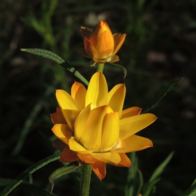 Xerochrysum viscosum (Sticky Everlasting) at Chisholm, ACT - 15 Oct 2022 by michaelb