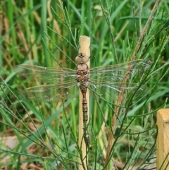 Adversaeschna brevistyla (Blue-spotted Hawker) at McKellar, ACT - 10 Nov 2022 by Fiboa