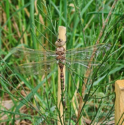 Adversaeschna brevistyla (Blue-spotted Hawker) at McKellar, ACT - 11 Nov 2022 by Fiboa