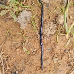 Caenoplana coerulea (Blue Planarian, Blue Garden Flatworm) at Mount Rogers - 13 Oct 2022 by Fiboa