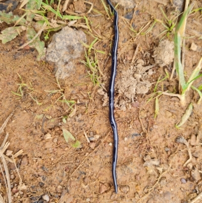 Caenoplana coerulea (Blue Planarian, Blue Garden Flatworm) at Fraser, ACT - 13 Oct 2022 by Fiboa