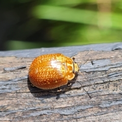 Paropsisterna cloelia (Eucalyptus variegated beetle) at Tidbinbilla Nature Reserve - 14 Oct 2022 by Fiboa