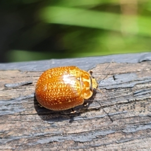 Paropsisterna cloelia at Paddys River, ACT - 15 Oct 2022