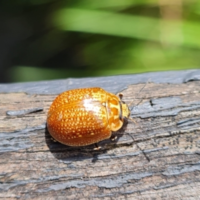 Paropsisterna cloelia (Eucalyptus variegated beetle) at Tidbinbilla Nature Reserve - 14 Oct 2022 by Fiboa