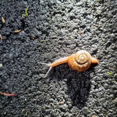 Austrorhytida capillacea (Common Southern Carnivorous Snail) at Paddys River, ACT - 26 Oct 2022 by Fiboa