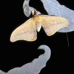Opodiphthera helena (Helena Gum Moth) at Paddys River, ACT - 26 Oct 2022 by Fiboa