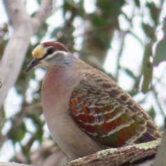 Phaps chalcoptera (Common Bronzewing) at Tuggeranong Hill - 14 Nov 2022 by MatthewFrawley