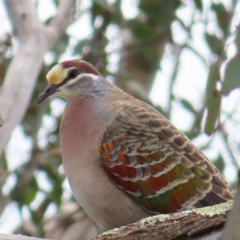Phaps chalcoptera (Common Bronzewing) at Theodore, ACT - 13 Nov 2022 by MatthewFrawley