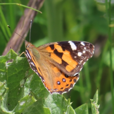 Vanessa kershawi (Australian Painted Lady) at Theodore, ACT - 14 Nov 2022 by MatthewFrawley