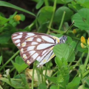 Belenois java at Theodore, ACT - 14 Nov 2022 11:07 AM