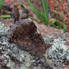 Vanessa itea (Yellow Admiral) at Theodore, ACT - 14 Nov 2022 by MatthewFrawley