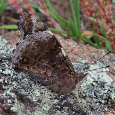 Vanessa itea (Yellow Admiral) at Tuggeranong Hill - 14 Nov 2022 by MatthewFrawley