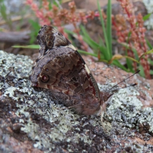 Vanessa itea at Theodore, ACT - 14 Nov 2022