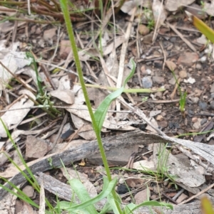 Craspedia variabilis at Booth, ACT - 12 Nov 2022