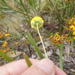 Craspedia variabilis at Booth, ACT - 12 Nov 2022