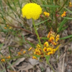 Craspedia variabilis at Booth, ACT - 12 Nov 2022