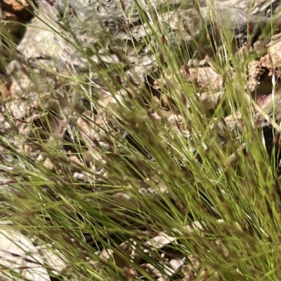 Nassella trichotoma (Serrated Tussock) at Higgins, ACT - 14 Nov 2022 by Untidy