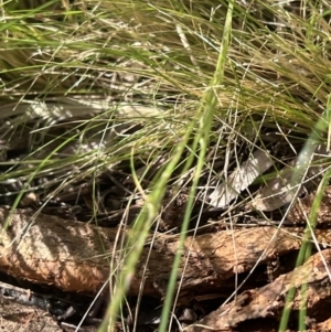 Nassella trichotoma at Higgins, ACT - 14 Nov 2022