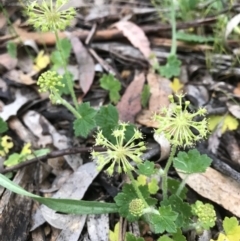 Hydrocotyle laxiflora (Stinking Pennywort) at Wamboin, NSW - 13 Nov 2022 by Devesons