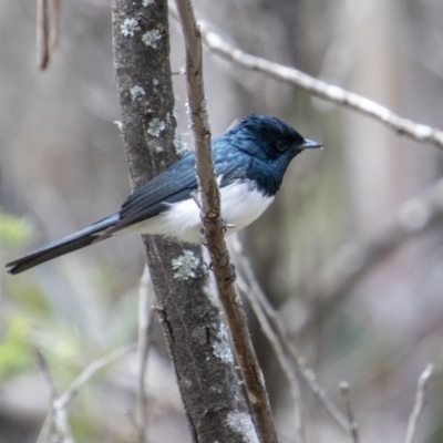 Myiagra cyanoleuca (Satin Flycatcher) at Cotter River, ACT - 9 Nov 2022 by SWishart