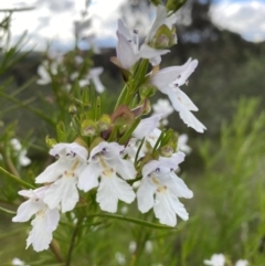 Prostanthera sp. (Mint Bush) at Percival Hill - 14 Nov 2022 by gavinlongmuir