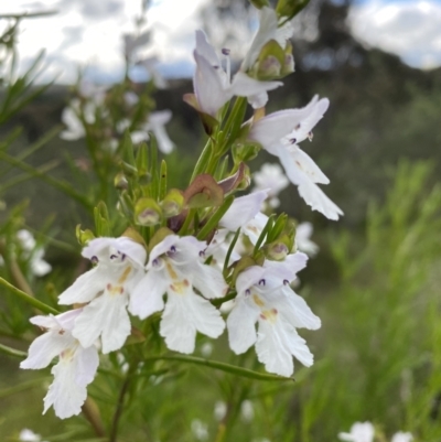 Prostanthera sp. (Mint Bush) at Nicholls, ACT - 14 Nov 2022 by gavinlongmuir