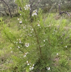 Prostanthera sp. at Nicholls, ACT - 14 Nov 2022