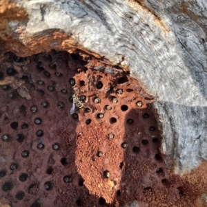 Lasioglossum (Australictus) peraustrale at Yarralumla, ACT - 10 Nov 2022