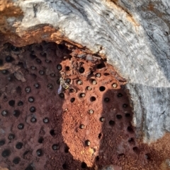 Lasioglossum (Australictus) peraustrale (Halictid bee) at Yarralumla, ACT - 10 Nov 2022 by Morgane