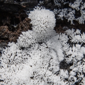 Ceratiomyxa fruticulosa at Cotter River, ACT - 9 Nov 2022 02:11 PM