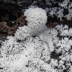 Ceratiomyxa fruticulosa (Coral Slime) at Cotter River, ACT - 9 Nov 2022 by SWishart