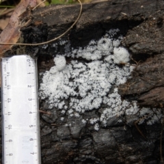 Ceratiomyxa fruticulosa at Cotter River, ACT - 9 Nov 2022