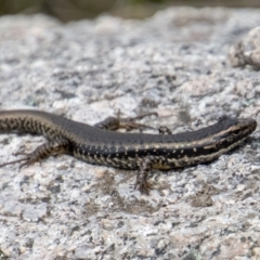 Eulamprus heatwolei (Yellow-bellied Water Skink) at Namadgi National Park - 9 Nov 2022 by SWishart