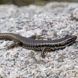 Eulamprus heatwolei at Paddys River, ACT - 9 Nov 2022 02:26 PM