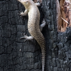 Egernia cunninghami (Cunningham's Skink) at Tennent, ACT - 9 Nov 2022 by SWishart