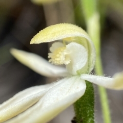 Caladenia cucullata (Lemon Caps) at Sutton, NSW - 14 Nov 2022 by AJB