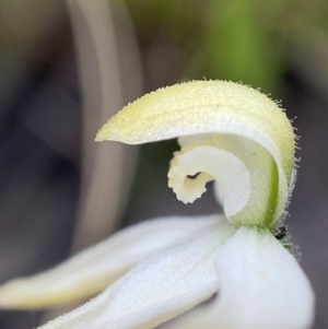 Caladenia cucullata at Sutton, NSW - 14 Nov 2022