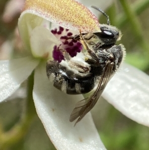 Lasioglossum (Chilalictus) sp. (genus & subgenus) at Sutton, NSW - 14 Nov 2022