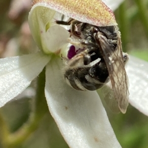 Lasioglossum (Chilalictus) sp. (genus & subgenus) at Sutton, NSW - 14 Nov 2022