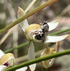 Lasioglossum (Chilalictus) sp. (genus & subgenus) at Sutton, NSW - 14 Nov 2022