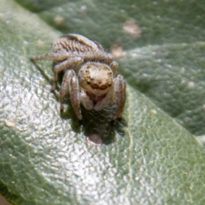 Maratus scutulatus at Tennent, ACT - 9 Nov 2022 11:28 AM