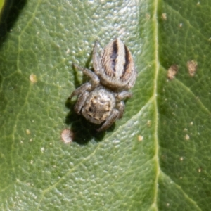 Maratus scutulatus at Tennent, ACT - 9 Nov 2022