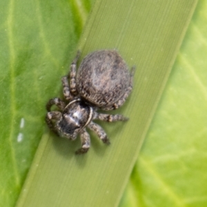 Maratus griseus at Tennent, ACT - 9 Nov 2022