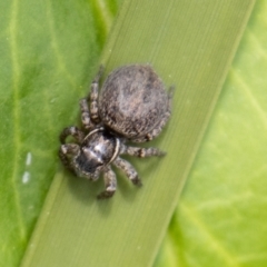 Hypoblemum griseum (Jumping spider) at Tennent, ACT - 9 Nov 2022 by SWishart
