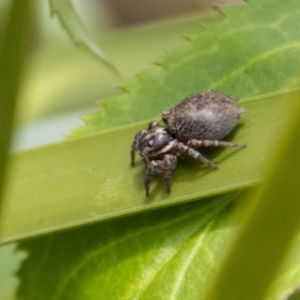 Maratus griseus at Tennent, ACT - 9 Nov 2022